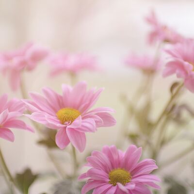 Naturelle bloemen